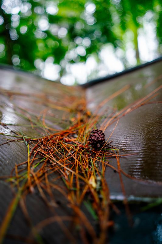 Roof with Pine Needle Accumulation